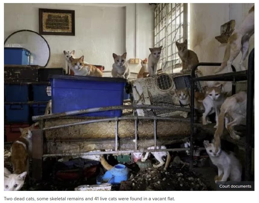 아파트에 고양이 43마리 수개월 방치한 싱가포르 남성 징역형. 사진=연합뉴스