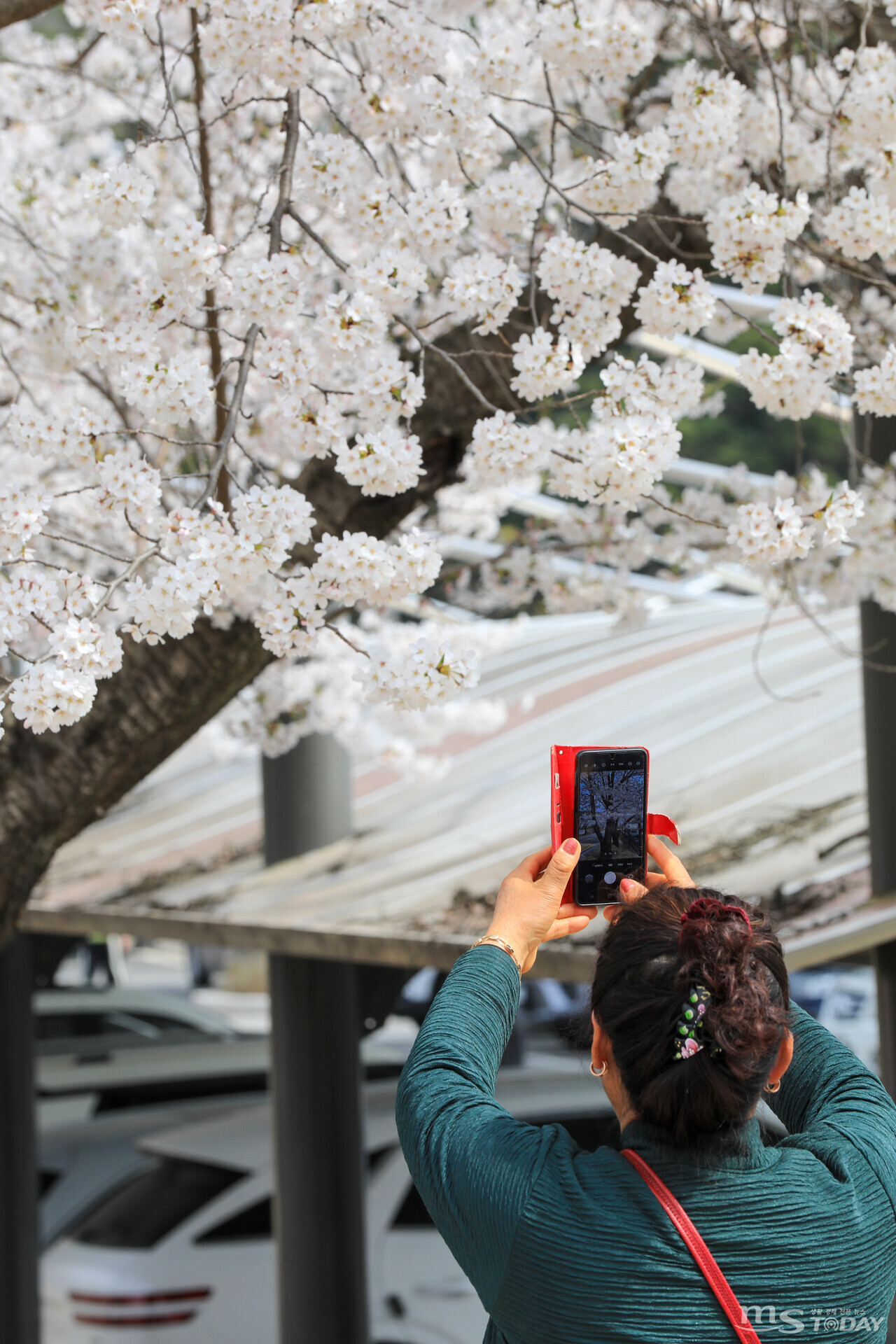 춘천 한강수력본부에서 한 시민이  '아름다운 정신'이란 꽃말을 지닌 벚꽃을 카메라에 담고 있다. (사진=이정욱 기자)