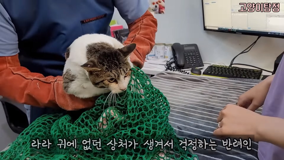 초롱탐정, 옥탐정, 반려인이 함께 24시 동물병원으로 가 구조된 고양이 ‘라라’의 진료를 맡겼다. (사진=‘고양이탐정TV’ 유튜브 갈무리)