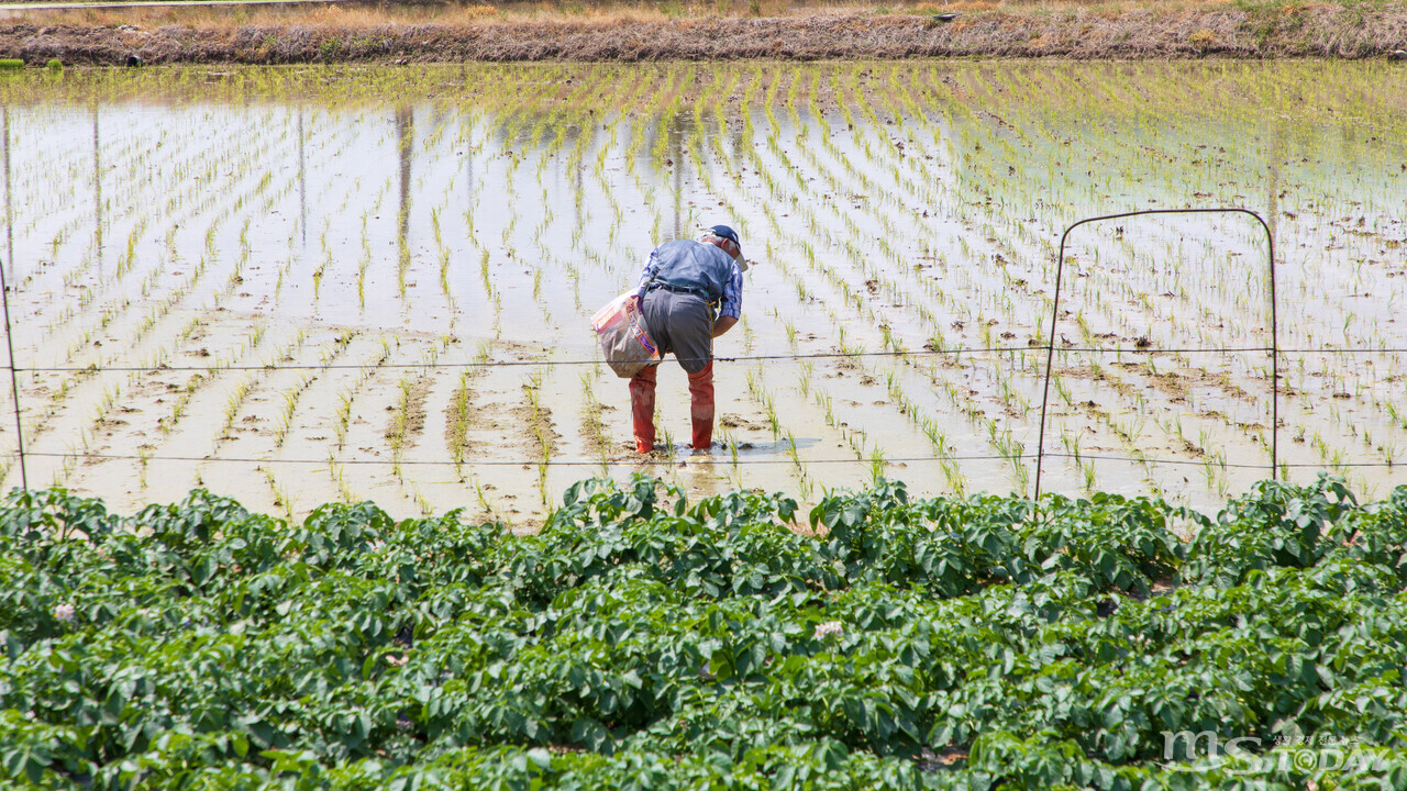 절기상 본격적인 여름의 시작을 알리는 ‘소만(小滿)’을 이틀 앞둔 19일 춘천 서면 한 논에서 농부가 손 모내기를 하고 있다.