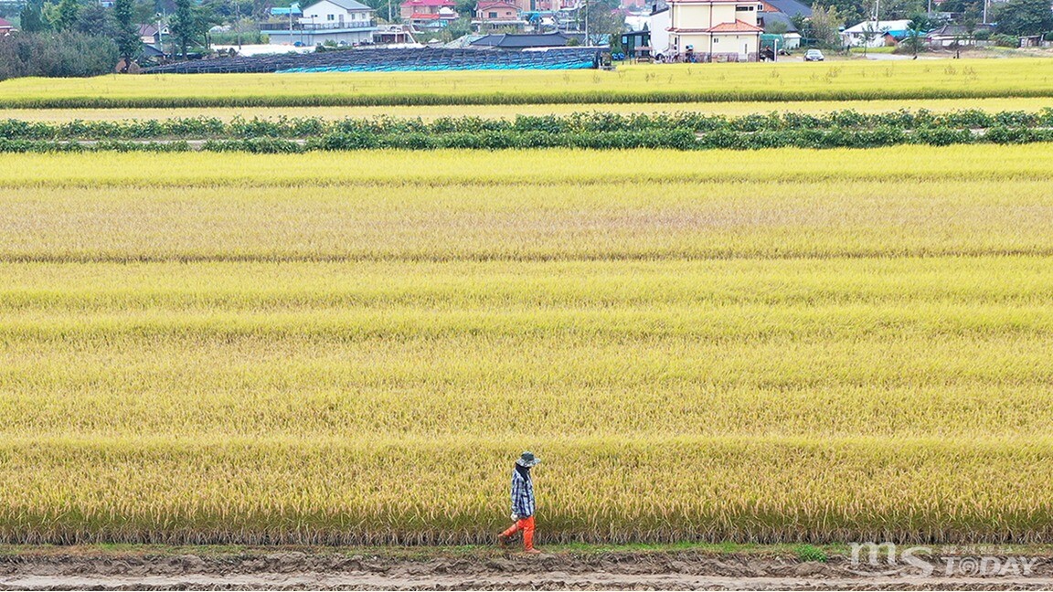 춘천시 신북읍 지내리의 잘 익은 벼가 수확을 기다리고 있다. (사진=MS투데이 DB)