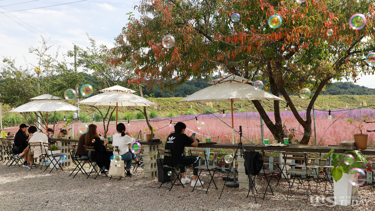 카페를 찾은 시민들이 핑크뮬리를 바라보며 가을의 정취를 느끼고 있다. (사진=박지영 기자)