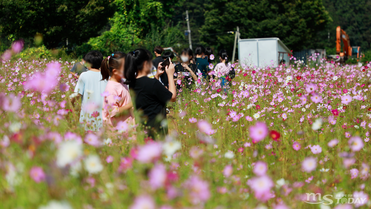 나들이를 나온 아이들이 드넓게 펼쳐진 코스모스 꽃밭을 카메라에 담고 있다. (사진=박지영 기자)
