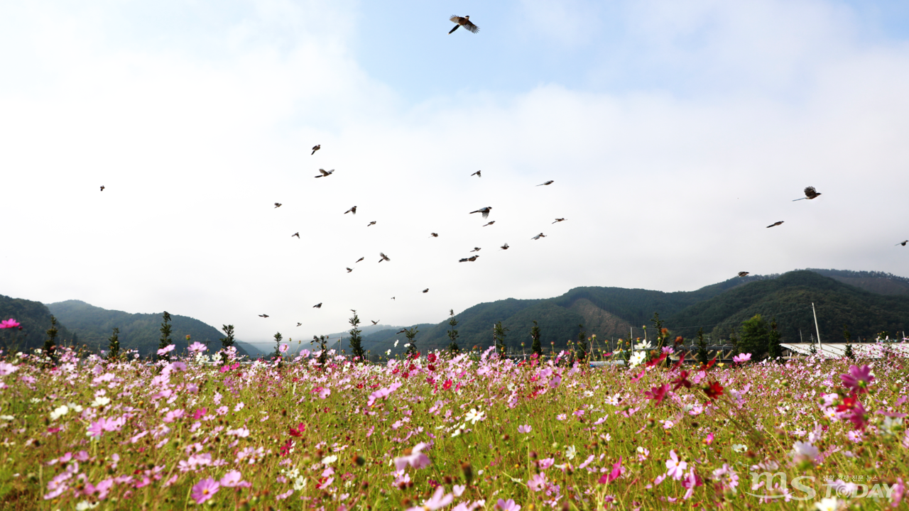 활짝 피어난 코스모스 꽃밭 위로 물까치들이 날고 있다. (사진=박지영 기자)