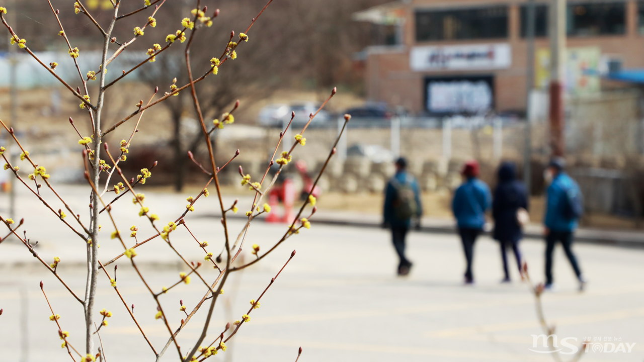 김유정문학촌 곳곳에 핀 생강나무꽃이 나들이를 나서는 시민들에게 봄 기운을 선사하고 있다. (사진=박지영 기자)