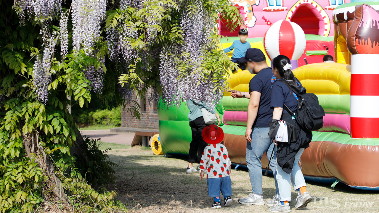 춘천 삼천동 상상마당을 찾은 가족과 시민들이 청명한 날씨 속 활짝 핀 등나무 꽃을 보며 나들이를 즐기고 있다. (사진=박지영 기자)