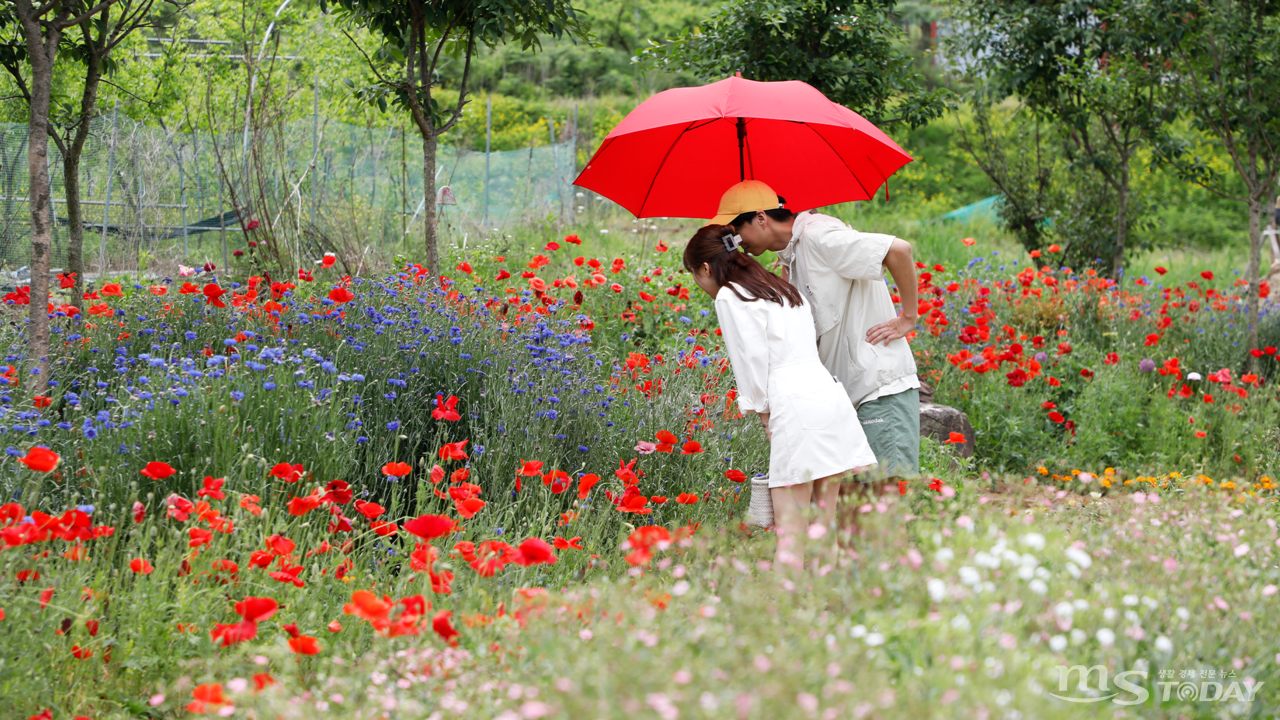 용수골 꽃양귀비축제를 찾은 방문객들을 위해 빨간 우산을 무료로 대여해주고 있다. (사진=박지영 기자)