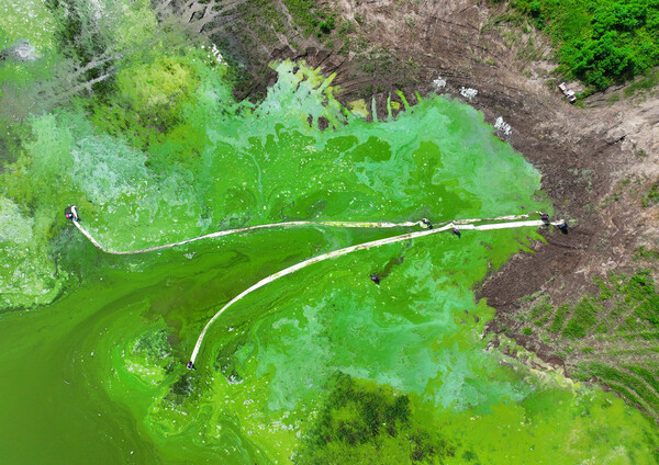 지난 3일 강원 인제군 소양호 상류에 녹조가 발생해 물이 초록빛으로 변했다.(사진=연합뉴스)
