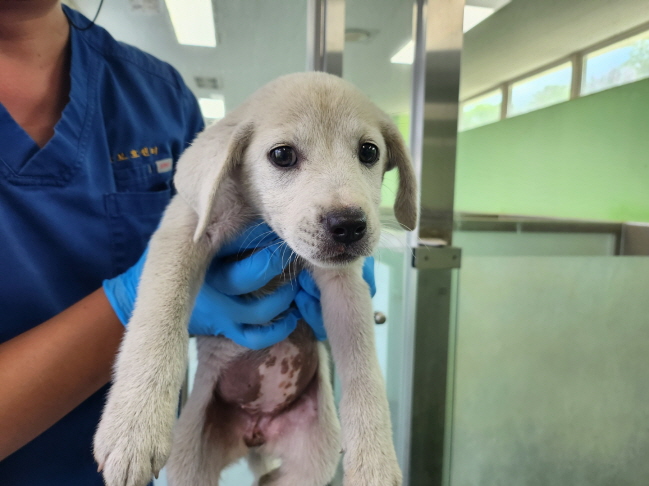 지난달 27일 춘천 남산면에서 발견된 강아지를 춘천시 동물보호센터가 임시 보호하고 있다. (사진=국가동물보호정보시스템)
