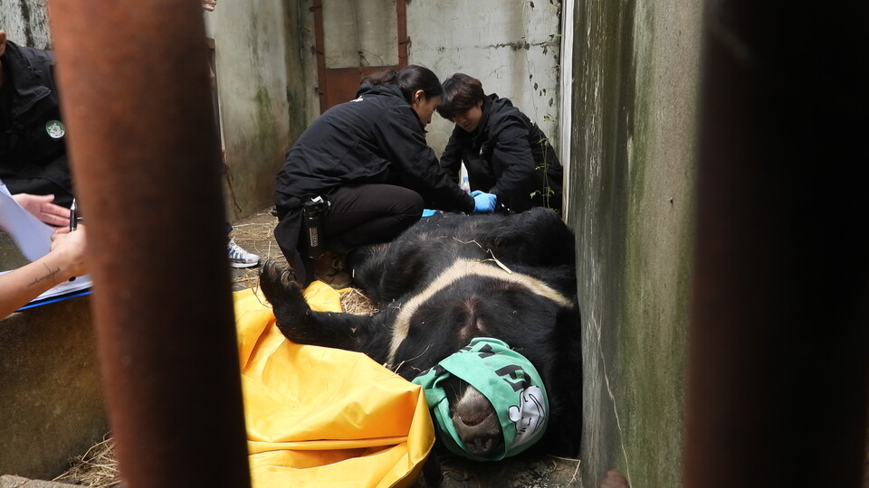 지난 8일 동물보호단체 ‘곰 보금자리 프로젝트’와 동물권행동 ‘카라’는 주영이 구조 작업에 나섰다. (사진=곰 보금자리 프로젝트)