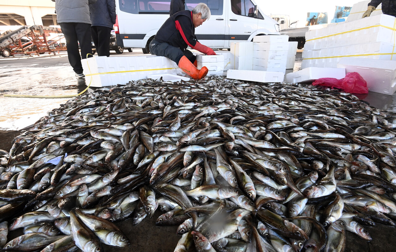 지난해 동해안 겨울 도루묵 어획 모습 (사진=연합뉴스)