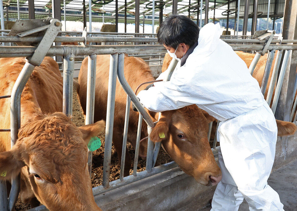 지난해 10~11월 발생한 소 가축전염병 '럼피스킨병'으로 국내 축산업계는 고역을 치른 바 있다. (사진=연합뉴스)