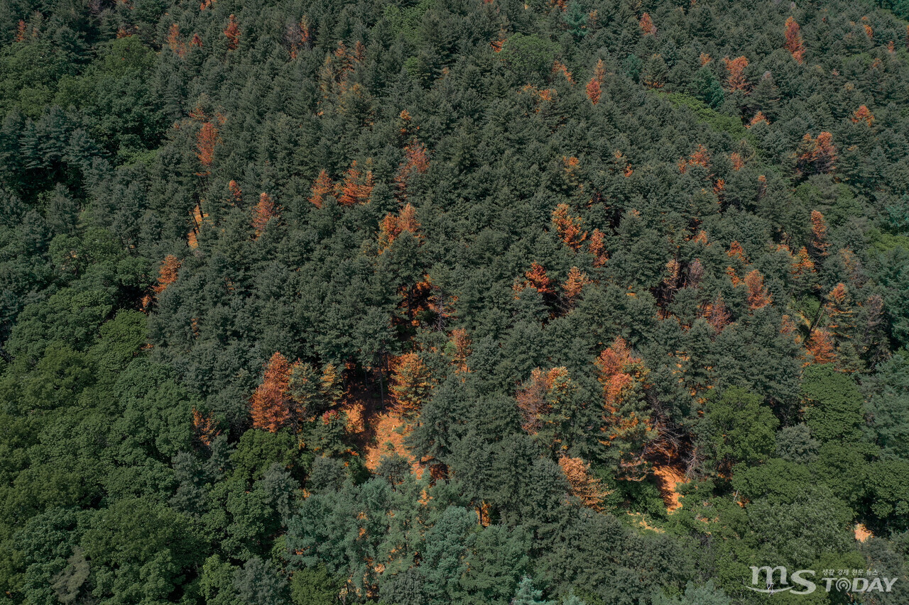 춘천의 야산 곳곳이 소나무재선충병에 감염된 나무들로 붉게 변한 모습. (사진=이정욱 기자)