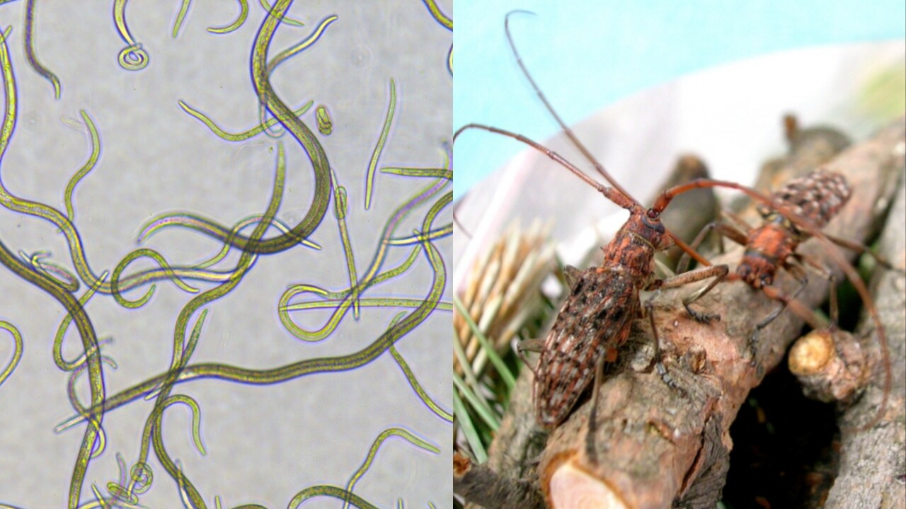 소나무재선충을 현미경으로 관찰한 모습(왼쪽)과 매개충 솔수염하늘소. (사진=산림청)