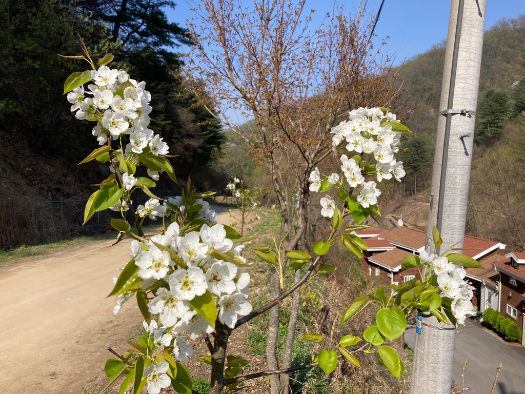 춘천의 문배마을 사람들도 구경하지 못했던 문배 나무는 2021년부터 강원도산림과학연구원의 노력으로 복원사업이 시작되었다. 강촌 문배마을 문배나무꽃 개화. 사진=강원도산림과학연구원